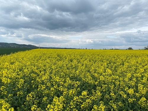 Landwirtschaft in Dresden