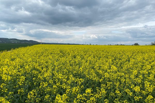 Landwirtschaft in Dresden